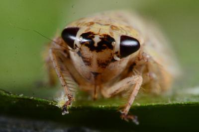 <i>Allygidius</i>