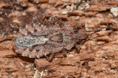 <i>Aradus brenskei</i>