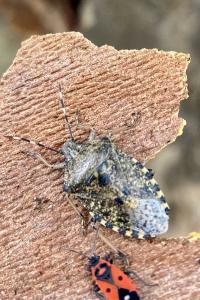 <i>Rhaphigaster nebulosa</i>