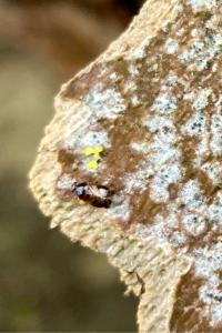 <i>Deraeocoris lutescens</i>