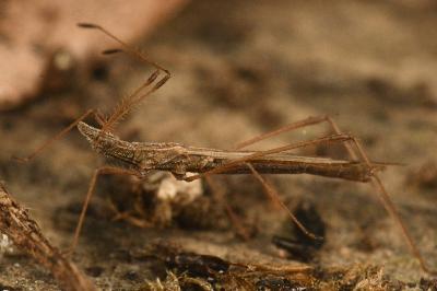 <i>Berytinus hirticornis</i>