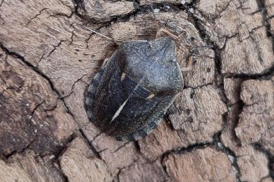 <i>Eurygaster austriaca</i>
