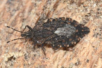 <i>Aradus betulae</i>