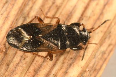 <i>Megalonotus praetextatus</i>