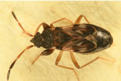 <i>Scolopostethus affinis</i>