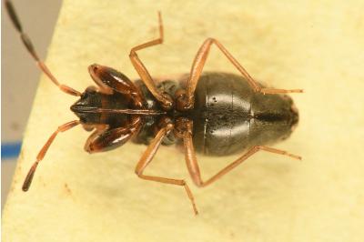 <i>Scolopostethus affinis</i>