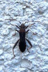 <i>Camptopus lateralis</i>