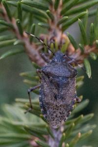<i>Rhaphigaster nebulosa</i>