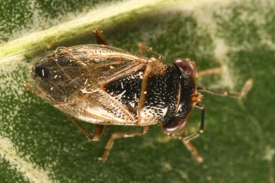 <i>Geocoris megacephalus</i>