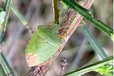 <i>Palomena prasina</i>
