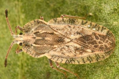 <i>Tingis ampliata</i>