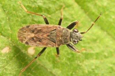 <i>Peritrechus gracilicornis</i>