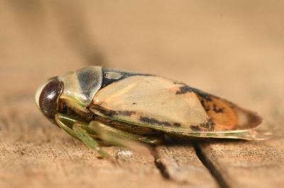 <i>Notonecta viridis</i>