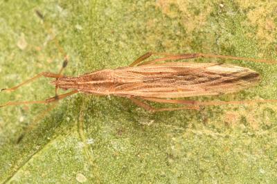 <i>Berytinus minor</i>