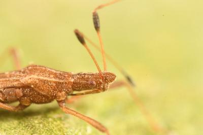 <i>Berytinus minor</i>