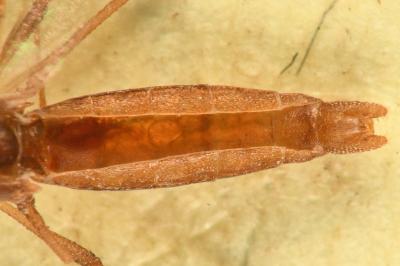 <i>Berytinus minor</i>
