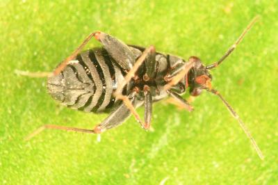 <i>Chlamydatus evanescens</i>