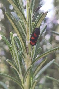 <i>Cercopis vulnerata</i>