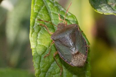 <i>Palomena prasina</i>