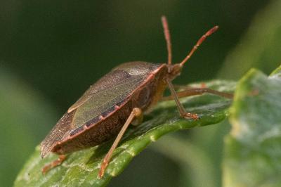 <i>Palomena prasina</i>