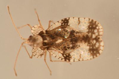 <i>Stephanitis pyri</i>