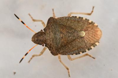 <i>Peribalus strictus</i>
