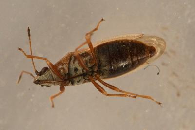 <i>Cymus glandicolor</i>