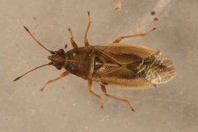 <i>Cymus glandicolor</i>