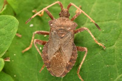 <i>Coreus marginatus</i>