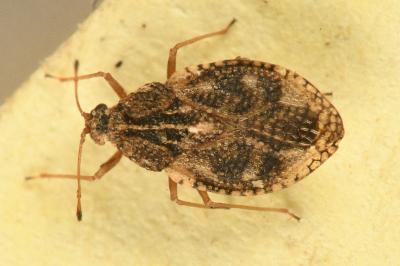 <i>Dictyla humuli</i>