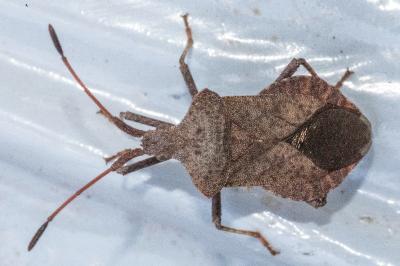 <i>Coreus marginatus</i>