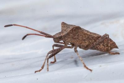 <i>Coreus marginatus</i>