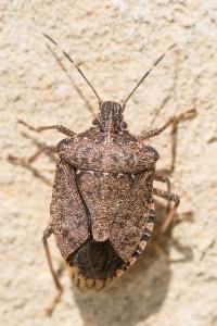 <i>Halyomorpha halys</i>