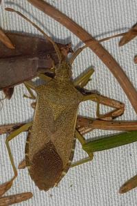 <i>Gonocerus acuteangulatus</i>
