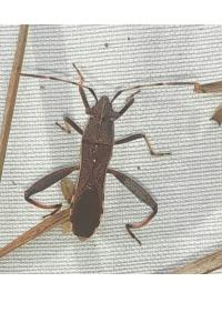 <i>Camptopus lateralis</i>