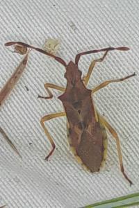 <i>Gonocerus juniperi</i>
