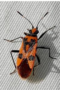 <i>Corizus hyoscyami</i>