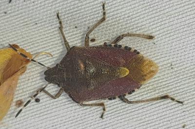 <i>Dolycoris baccarum</i>