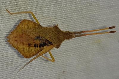 <i>Syromastus rhombeus</i>