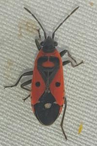 <i>Melanocoryphus albomaculatus</i>