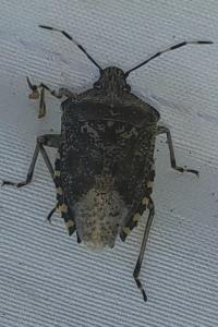<i>Rhaphigaster nebulosa</i>