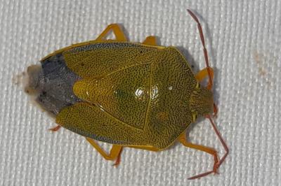 <i>Piezodorus lituratus</i>