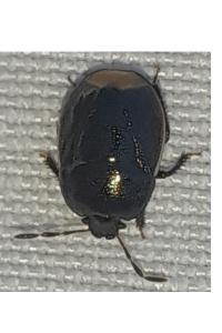 <i>Legnotus limbosus</i>