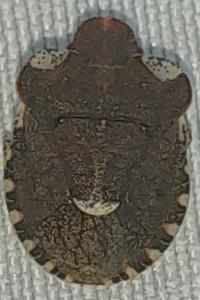 <i>Dyroderes umbraculatus</i>