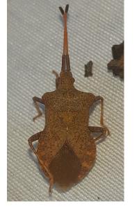<i>Coreus marginatus</i>