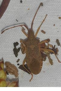 <i>Gonocerus acuteangulatus</i>