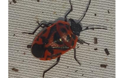 <i>Eurydema ornata</i>