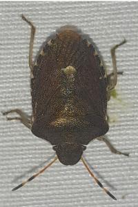 <i>Peribalus strictus</i>
