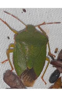 <i>Palomena prasina</i>