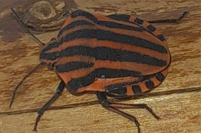 <i>Graphosoma italicum</i>
